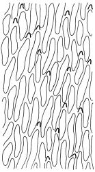 Fallaciella gracilis. Mid laminal cells. Drawn from B.H. Macmillan 68/65, CHR 163380.
 Image: R.C. Wagstaff © 2003 British Bryological Society. Reprinted by permission of Informa UK Limited, trading Taylor & Francis Group, https://www.tandfonline.com on behalf of British Bryological Society. Reprinted by permission of Informa UK Limited, trading Taylor & Francis Group, https://www.tandfonline.com on behalf of British Bryological Society.